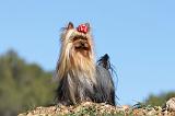 YORKSHIRE TERRIER 264